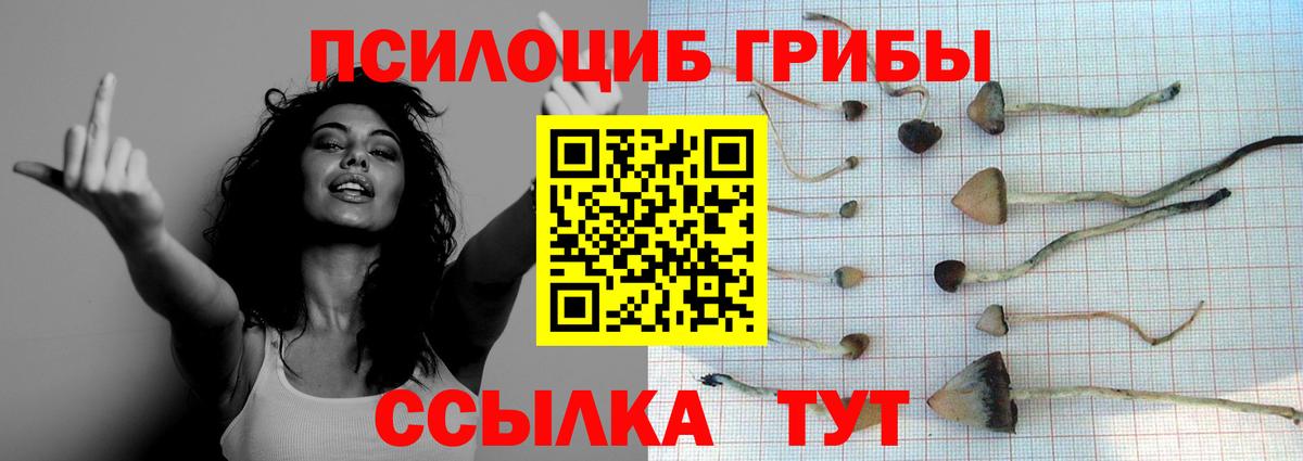 Псилоцибиновые грибы Psilocybine cubensis  Вход с VPN  Раменское 